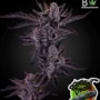 PERMANENT CHIMERA – SEED JUNKY/BELEAF COLLAB