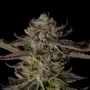 Jealousy – Seed Junky Genetics