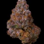 Bubble Gum Marker – Seed Junky Genetics