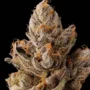 Permanent Kush – Seed Junky Genetics
