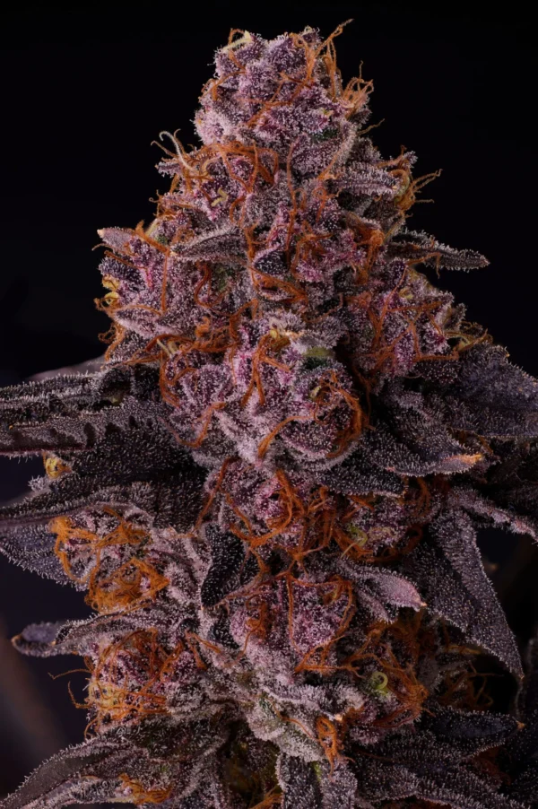 Permanent Push Pop – Seed Junky Genetics