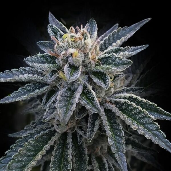 3Peat Feminized Cannabis Seeds DNA Genetics