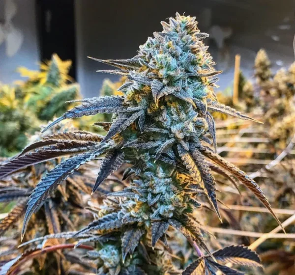 Bully Kush – Seed Junky Genetics