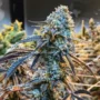 Bully Kush – Seed Junky Genetics