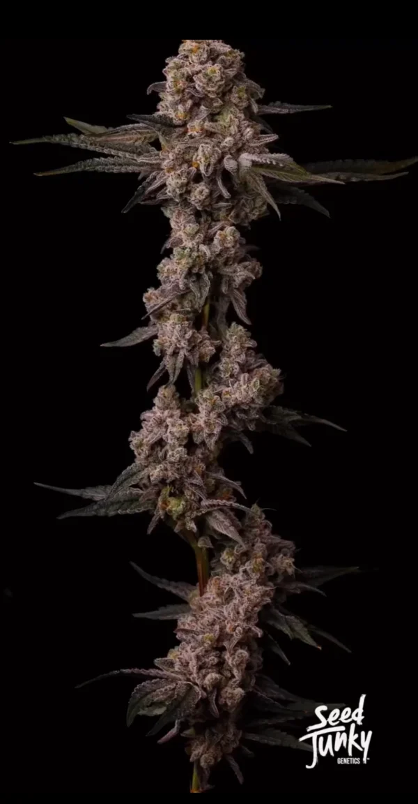 Caribbean Breeze – Seed Junky Genetics