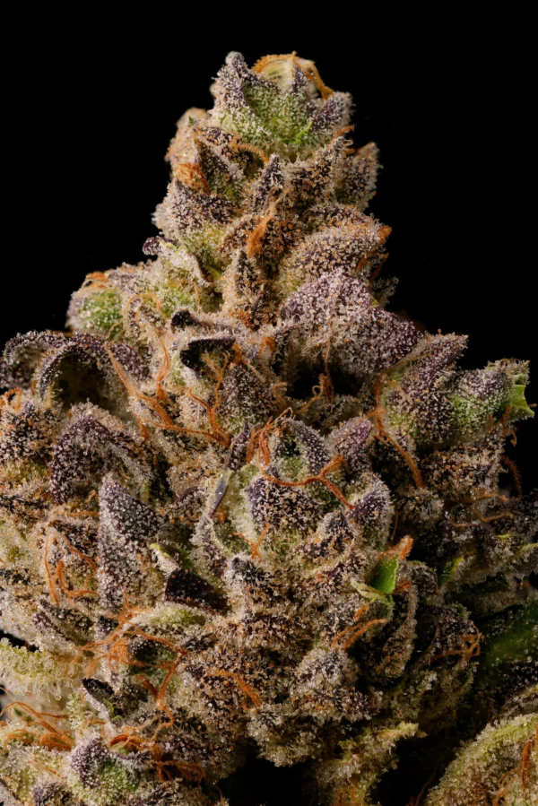 Cherry Ztripez – Seed Junky Genetics