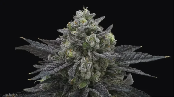 Ice Cream Cake X Animal Mints BX1 – Seed Junky Genetics