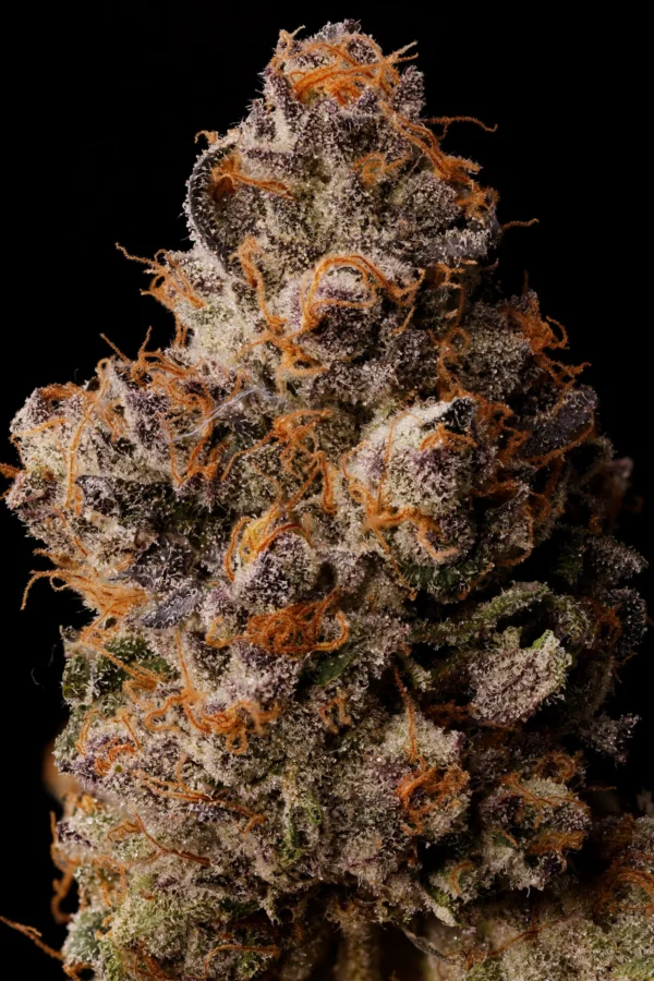 Lemon Cherry Gelato BX1 – Seed Junky Genetics