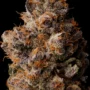 Lemon Cherry Gelato BX1 – Seed Junky Genetics