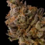 Malibu Marker – Seed Junky Genetics