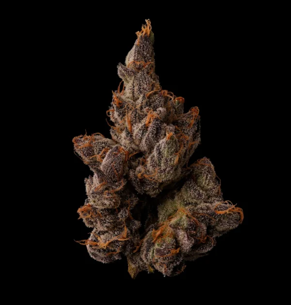 Permanent Kush – Seed Junky Genetics