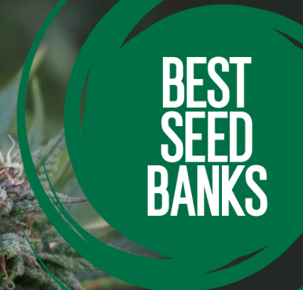 Buy Top Cannabis Seeds - Buy Best Cannabis Seeds | Premium Seed Banks