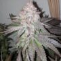 Atomic Sherbet Feminized Cannabis Seeds by Dank Genetics