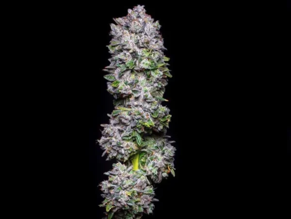 Big Apple – Seed Junky Genetics