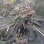 Dank Sherbert Female Cannabis Seeds by Dank Genetics