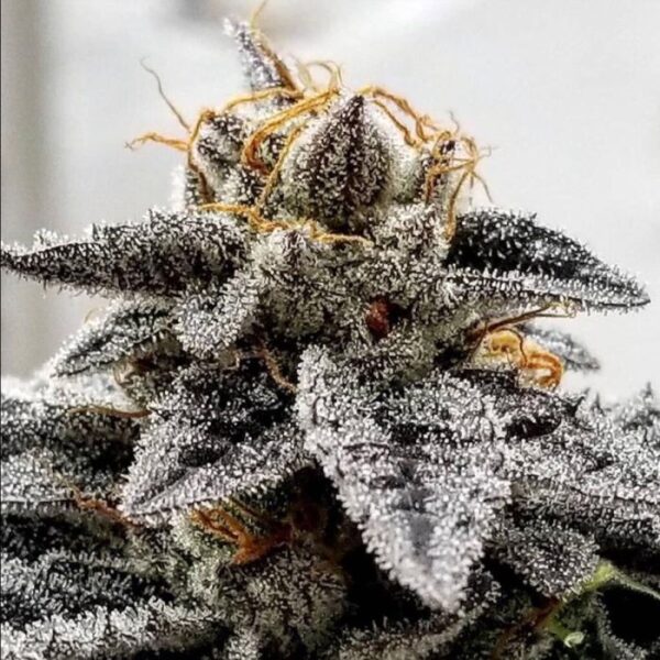 Sour Dosidos Female Cannabis Seeds by Dank Genetics