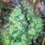 Dank Mon£y Female Cannabis Seeds by Dank Genetics