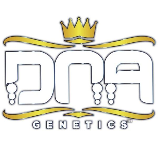 Kosher Dawg Female Cannabis Seeds by DNA Genetics