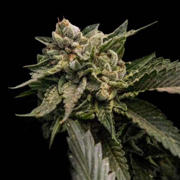 Sorbet (Sorbet Collection) Female Cannabis Seeds by DNA Genetics