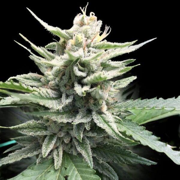 Honey Banana S1 Feminized Cannabis Seeds DNA Genetics