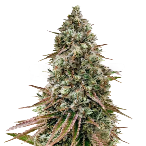 Ice Cream Cake – Seed Junky Genetics