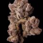 Scented Marker – Seed Junky Genetics