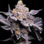 Wedding Sunset – Seed Junky Genetics