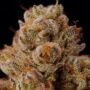 Zebra Ztripez – Seed Junky Genetics