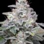 Zkittlez x Kush Mints 11 – Seed Junky Genetics