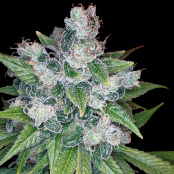 Kandy Kush Female Weed Seeds by DNA Genetics