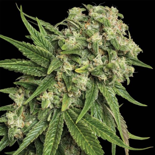 Kandy Kush Female Weed Seeds by DNA Genetics