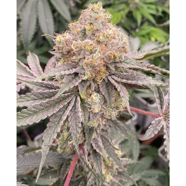 Mop Chopper Feminized Cannabis Seeds by Karma Genetics