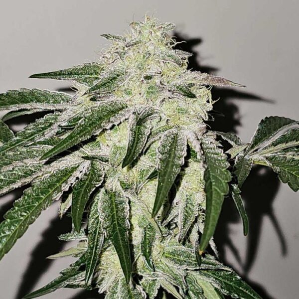 Pink Pie Feminized Cannabis Seeds by Karma Genetics