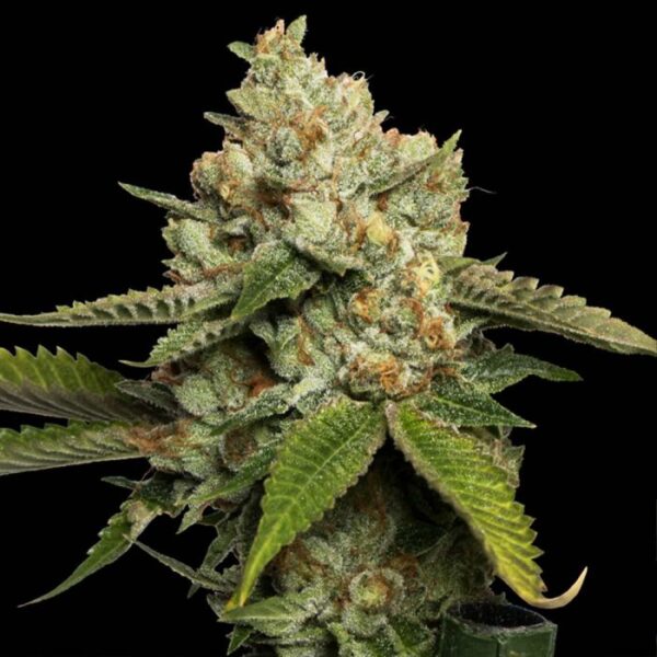 Kosher Kush Female Cannabis Seeds by DNA Genetics