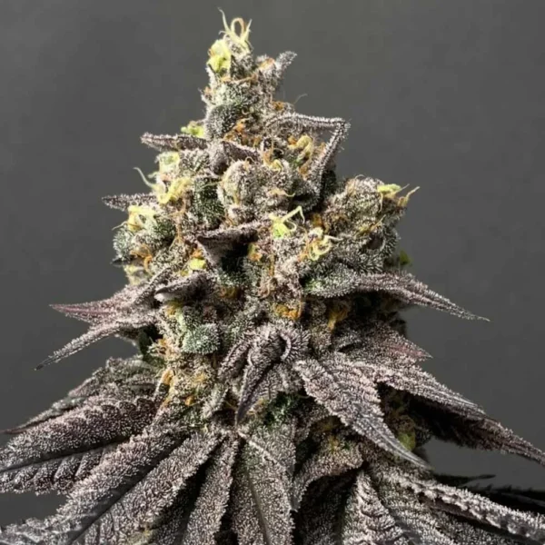 Kush Mints F2 – Seed Junky Genetics