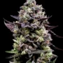 Kush Sorbet – Seed Junky Genetics