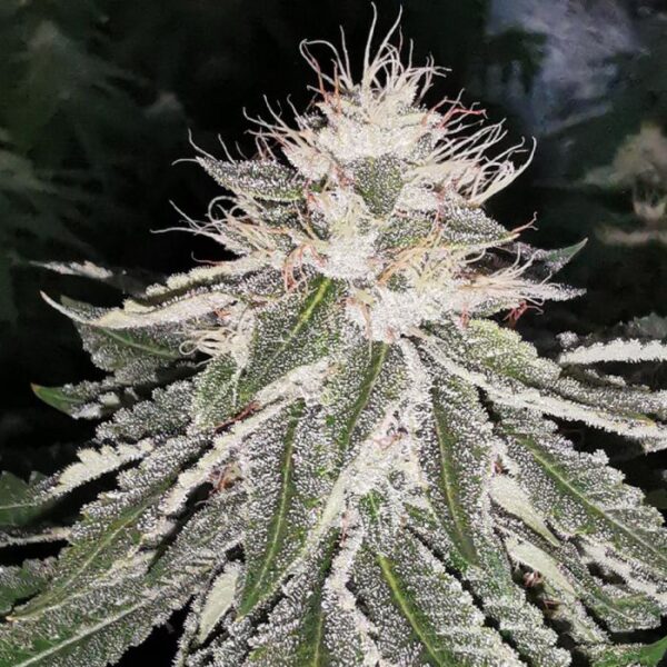 Mac 11 Feminized Cannabis Seeds by Pheno Finder Seeds