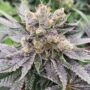 Mop Chopper Feminized Cannabis Seeds by Karma Genetics