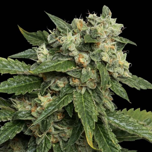 OG #18 Female Weed Seeds by DNA Genetics