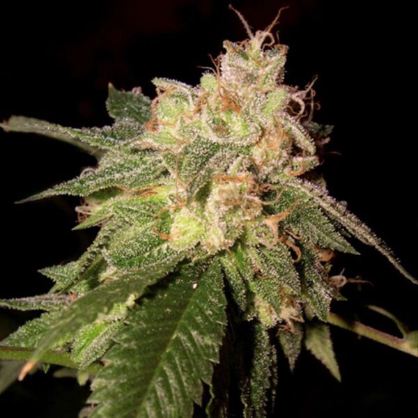 OG Kush Female Cannabis Seeds by DNA Genetics