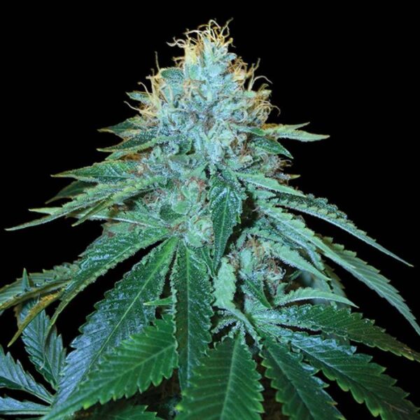 OG #18 Female Weed Seeds by DNA Genetics