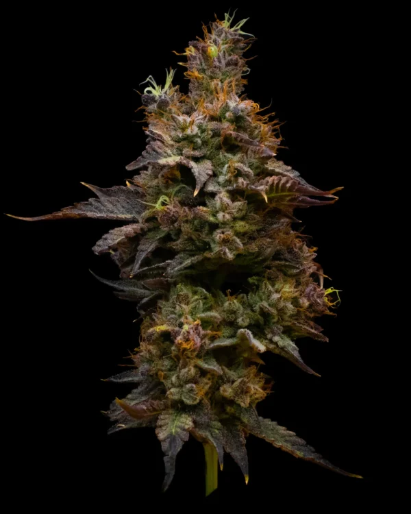 Orange Push Pop – Seed Junky Genetics