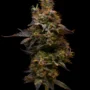 Orange Push Pop – Seed Junky Genetics