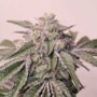 Skip to the beginning of the images gallery Pinky Zowahh Feminized Cannabis Seeds by Karma Genetics