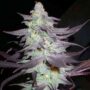 Purple Wreck Female Cannabis Seeds by DNA Genetics