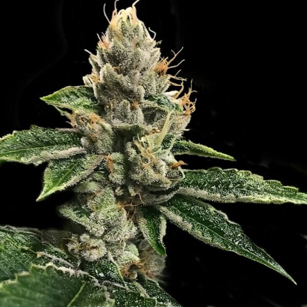 BUY RP 43 AKA RICHARD PETTY Feminized Cannabis Seeds - DNA Genetics Online