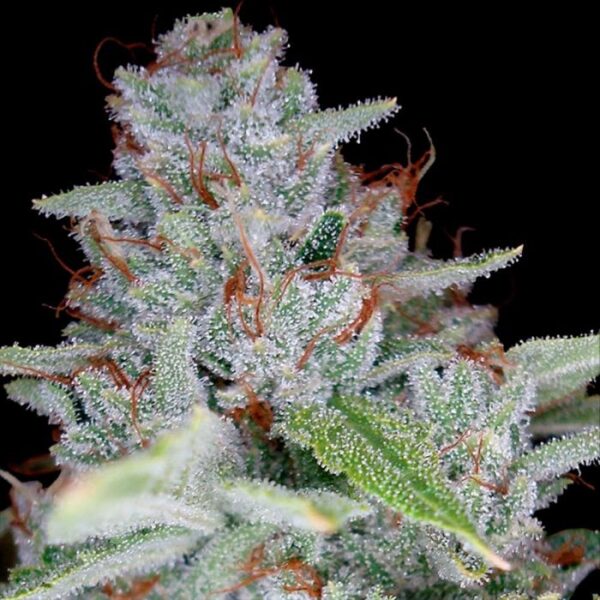 White Walker Kush Female Cannabis Seeds by DNA Genetics