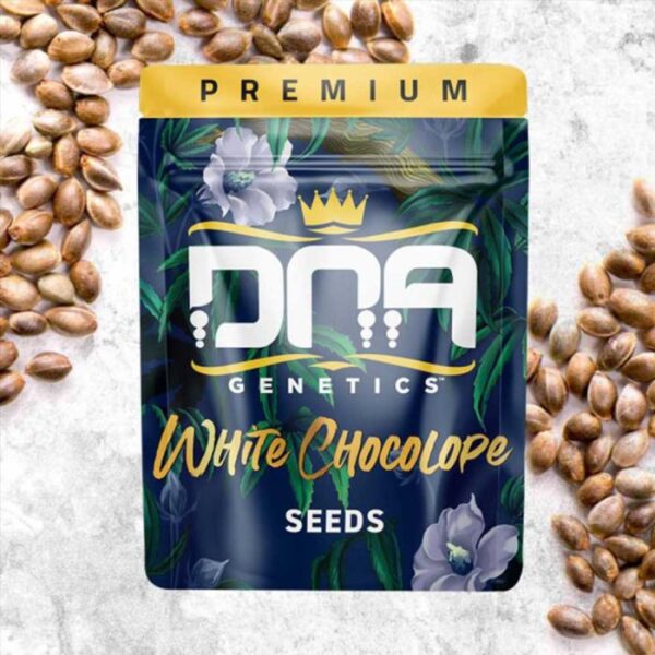 White Chocolope Feminized Cannabis Seeds DNA Genetics