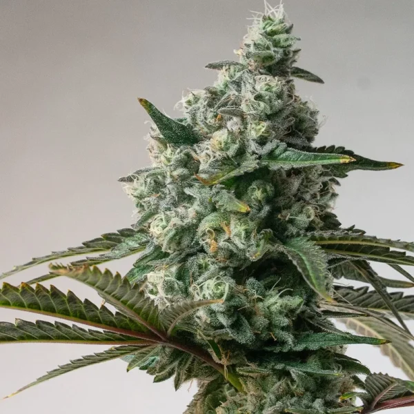 Acai Berry Gelato Cannabis Seeds (feminized)