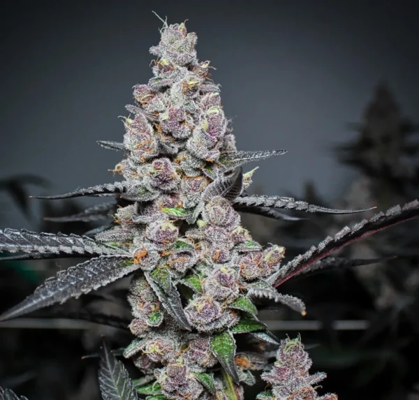 Blue Cherry Pebbles Cannabis Seeds (feminized)